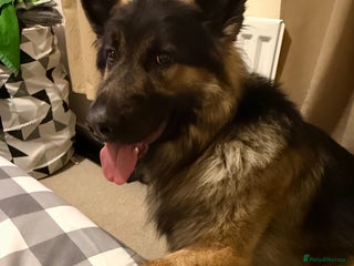 German Shepherd dogs - Advert 1