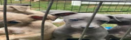 Whippet dogs for sale: Beautiful blue/brindle Whippets  - Advert 16