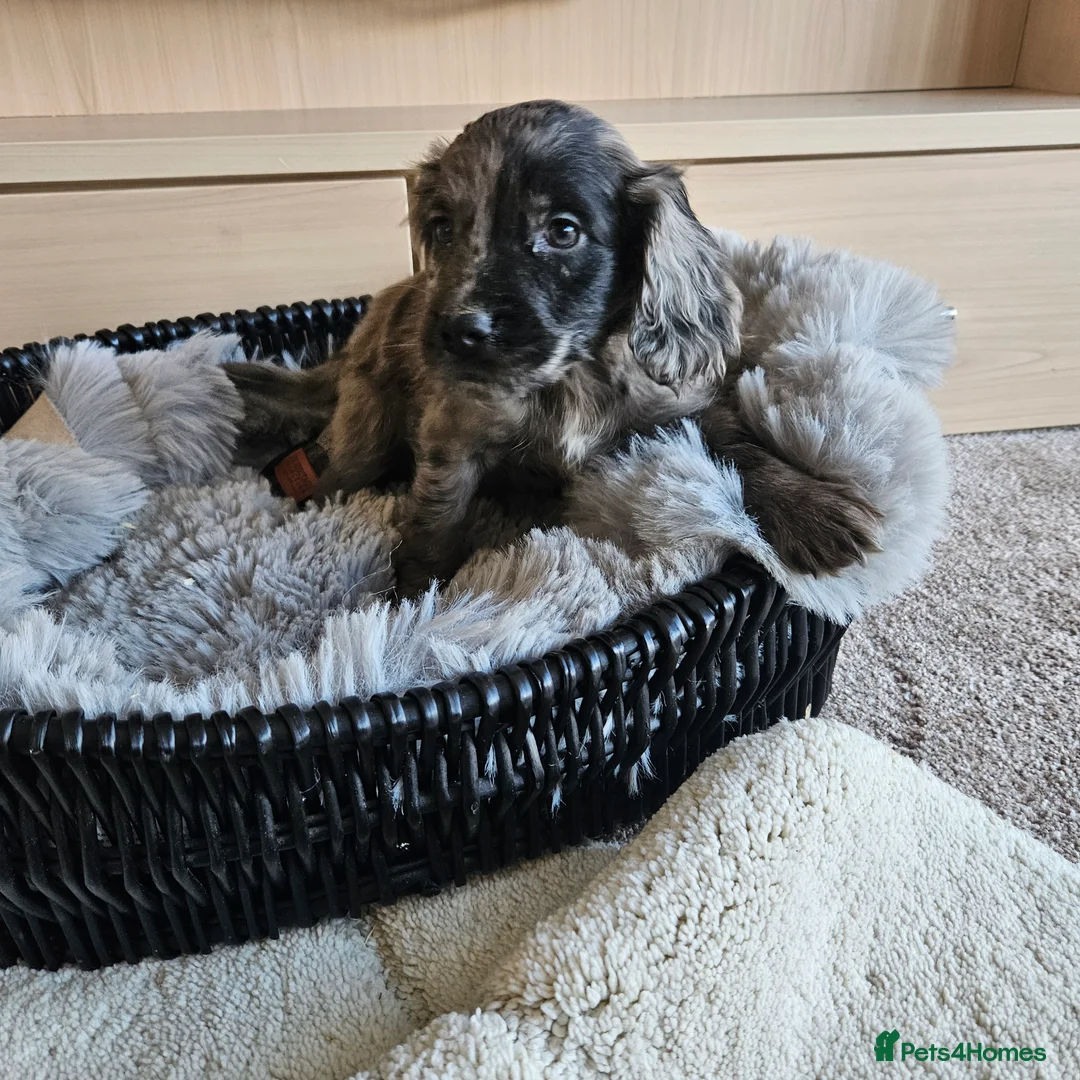 Cocker Spaniel dogs for sale: Working Type Cocker Spaniels - Advert 19