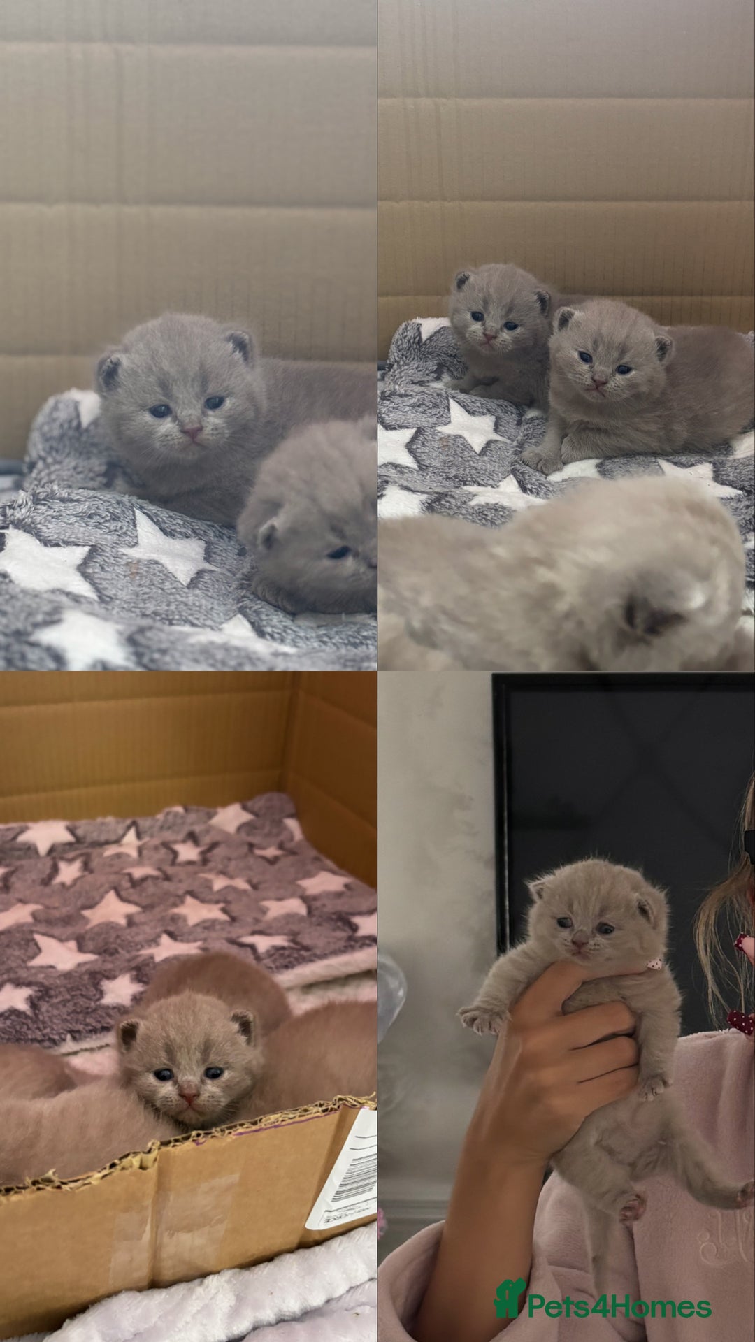 British Shorthair cats for sale: GCCF British Shorthair Kittens – Champion Lines - Image 11
