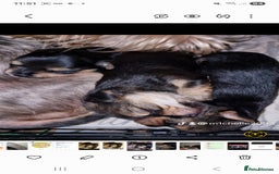 Mixed Breed dogs for sale: Yorkshire terrier cross pomeranian pups - Image 1