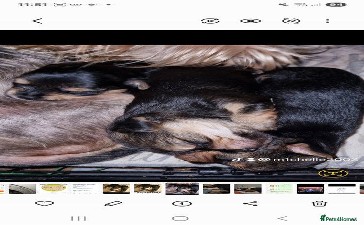 Mixed Breed dogs - Advert 16
