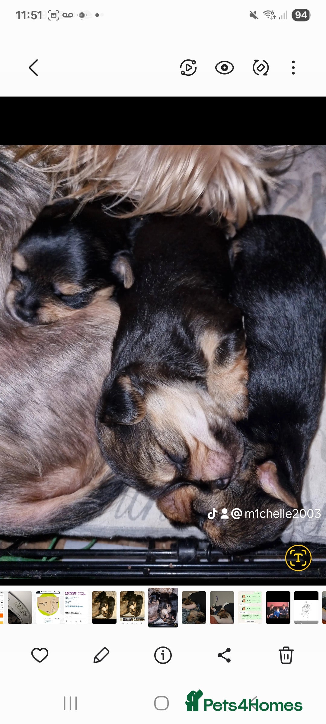 Mixed Breed dogs for sale: Yorkshire terrier cross pomeranian pups - Image 1