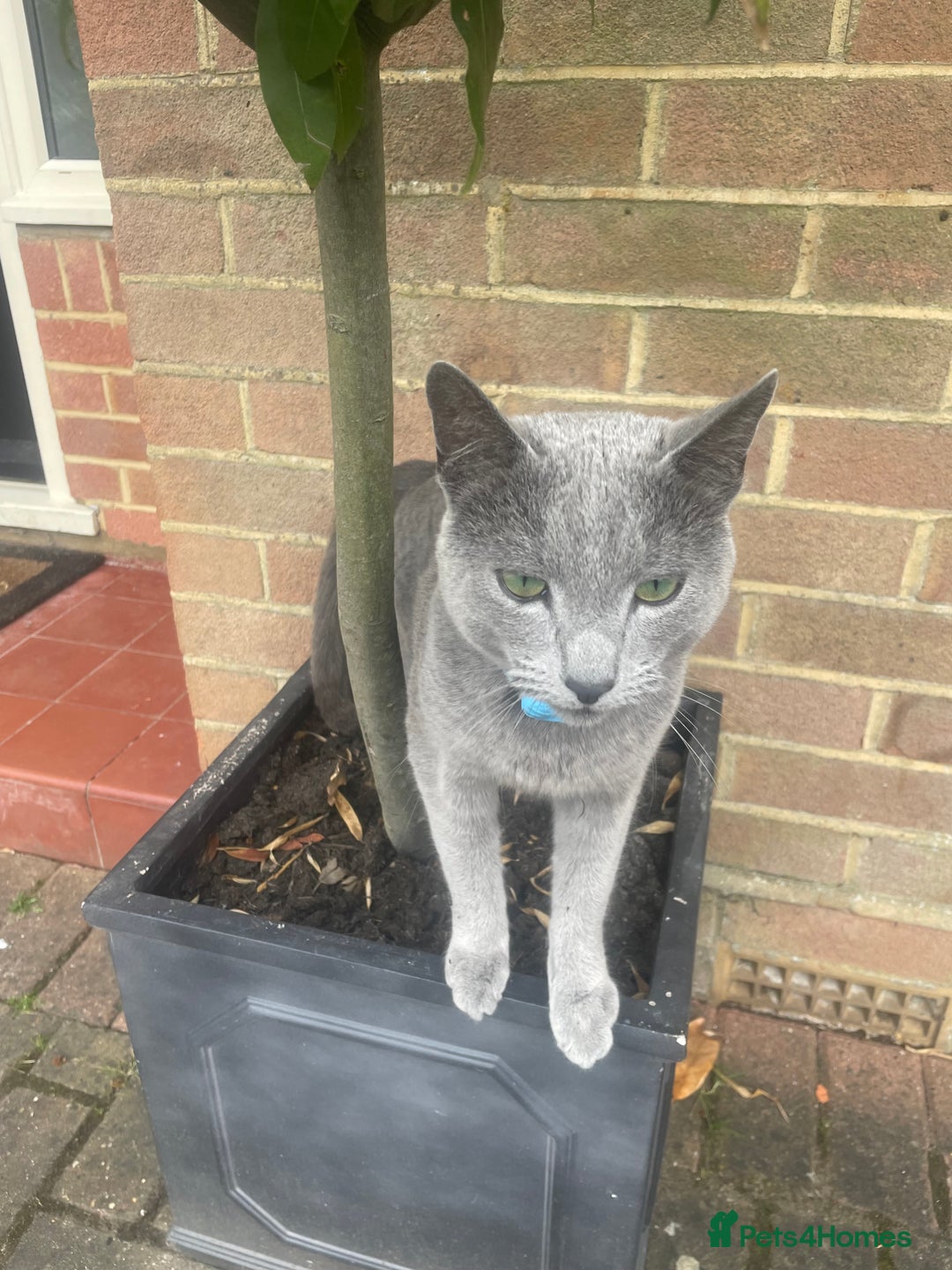 Russian Blue cats for sale: Russian Blue rehoming - Image 5