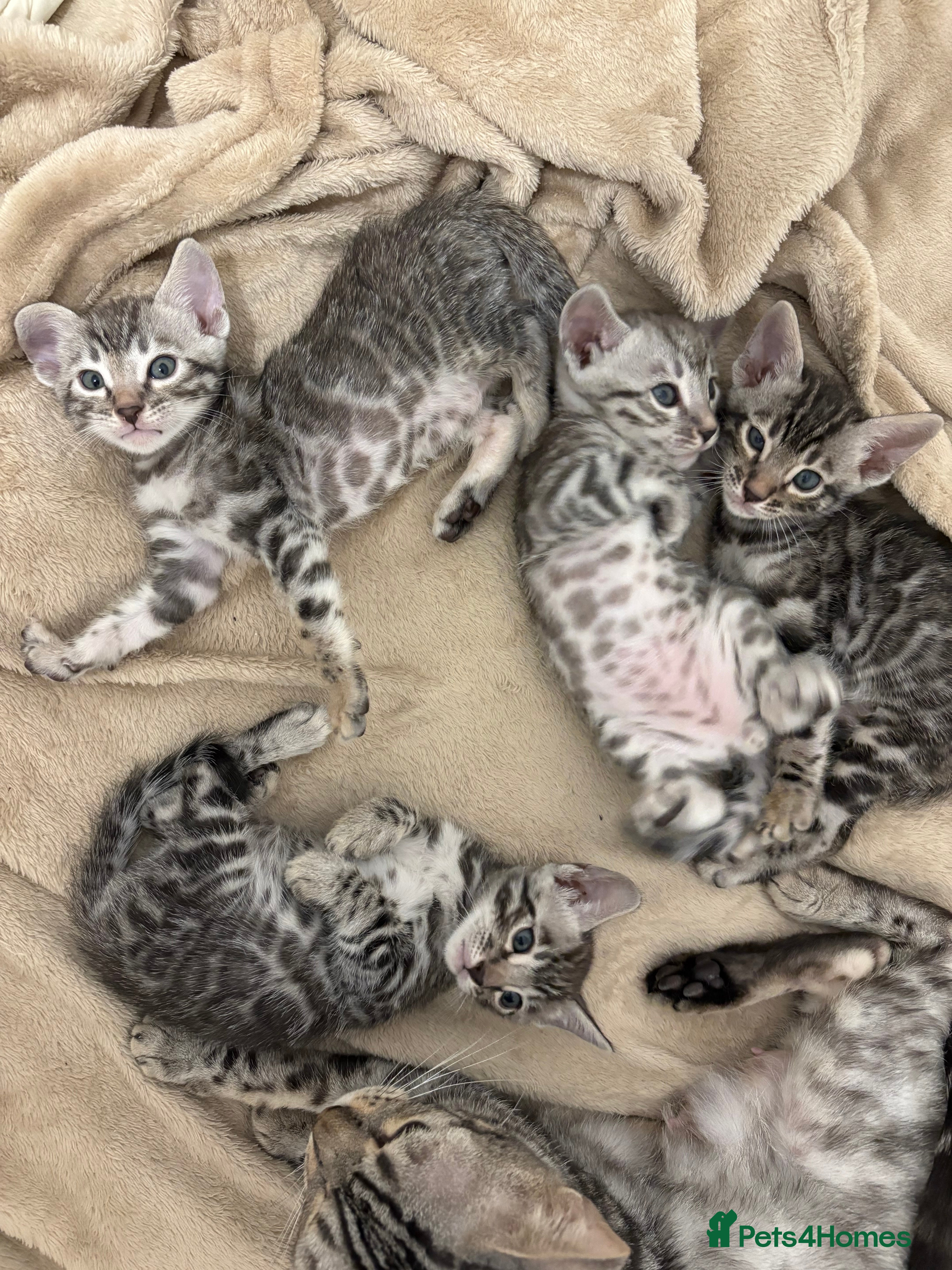 Bengal cats Adorable Bengal Babies Looking for Forever Homes - Advert 1