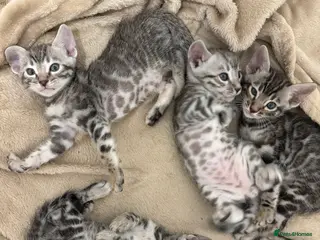 Bengal cats Adorable Bengal Babies Looking for Forever Homes - Advert 1