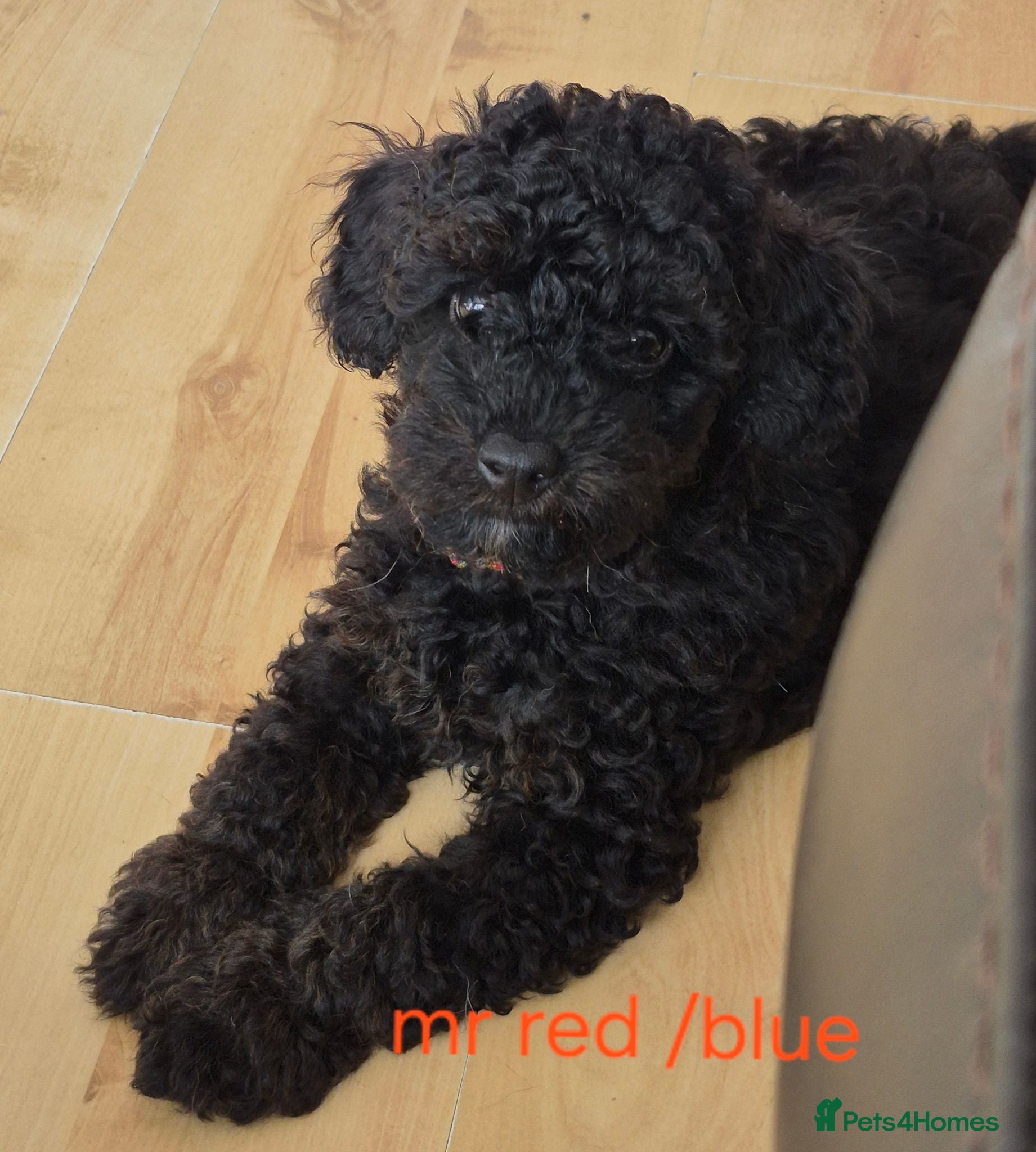 Cavapoo dogs Amazing Miniature cavapoo f1b puppies - Advert 1