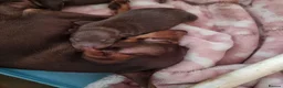 Miniature Pinscher dogs for sale: KC registered Miniature Pinscher chocolate and tan - Advert 6