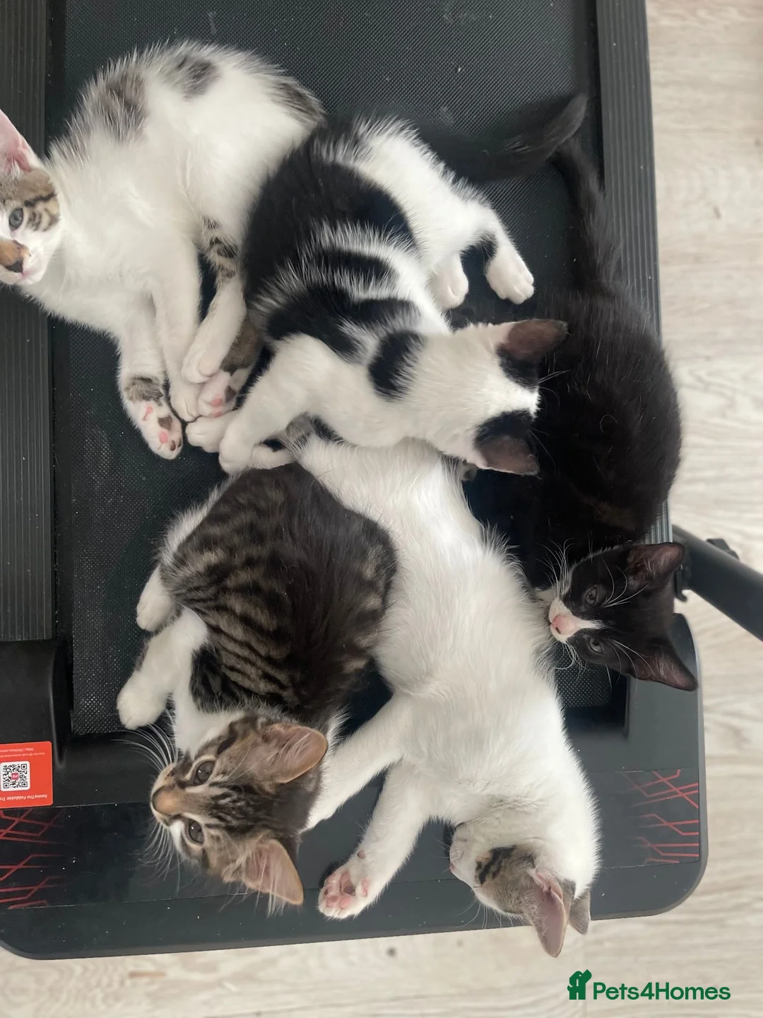 Mixed Breed cats for sale: cute kittens ready for a new home now  - Advert 2
