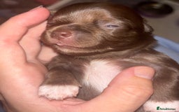 Chihuahua dogs for sale: Chocolate Girls Longhair Chihuahua  - Image 17