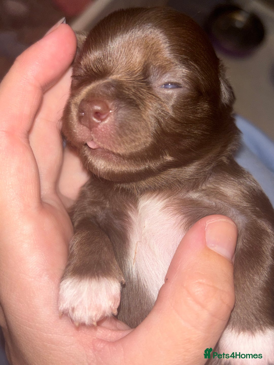 Chihuahua dogs for sale: Chocolate Girls Longhair Chihuahua  - Image 17