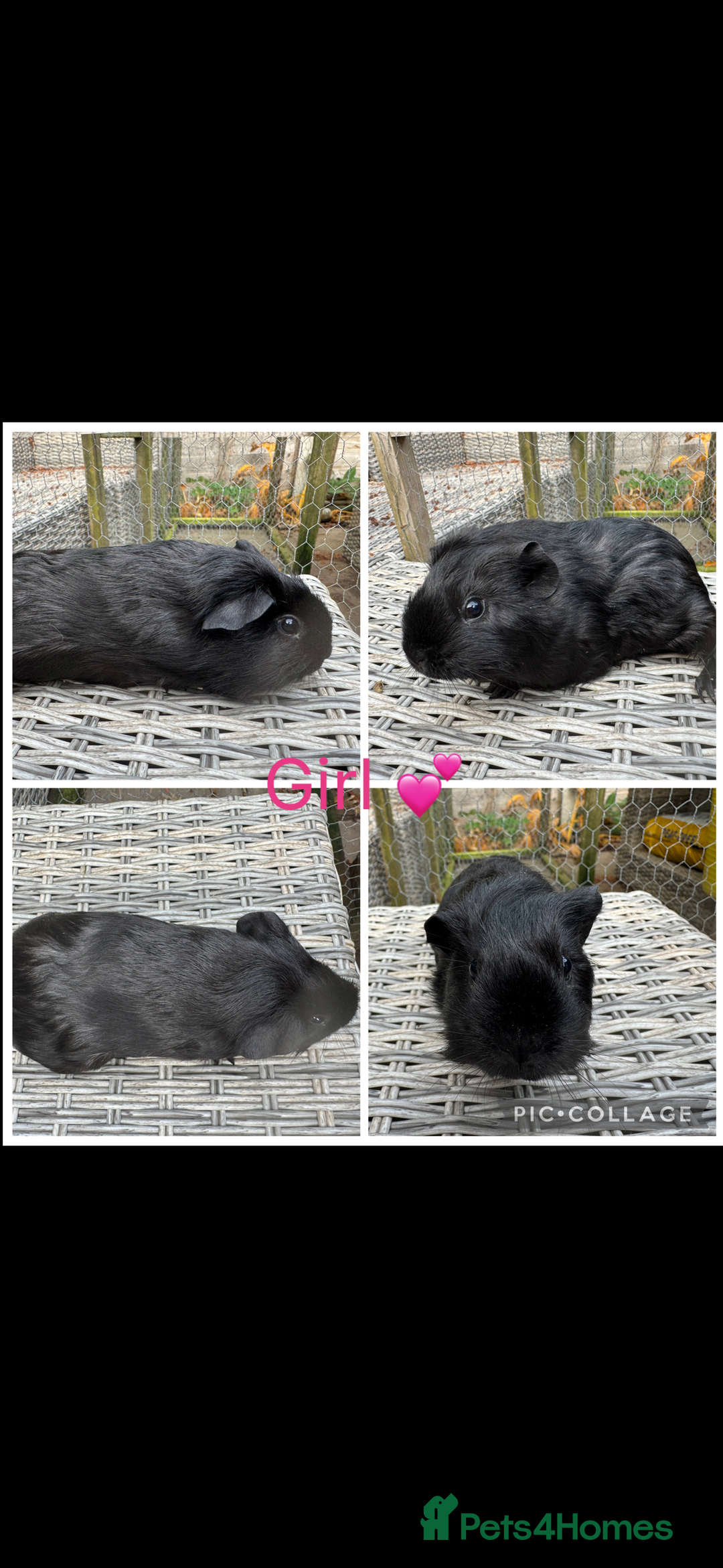 Guinea Pig rodents for sale: Female & Male Guinea pigs 👀 for new laps 🥰 - Advert 13