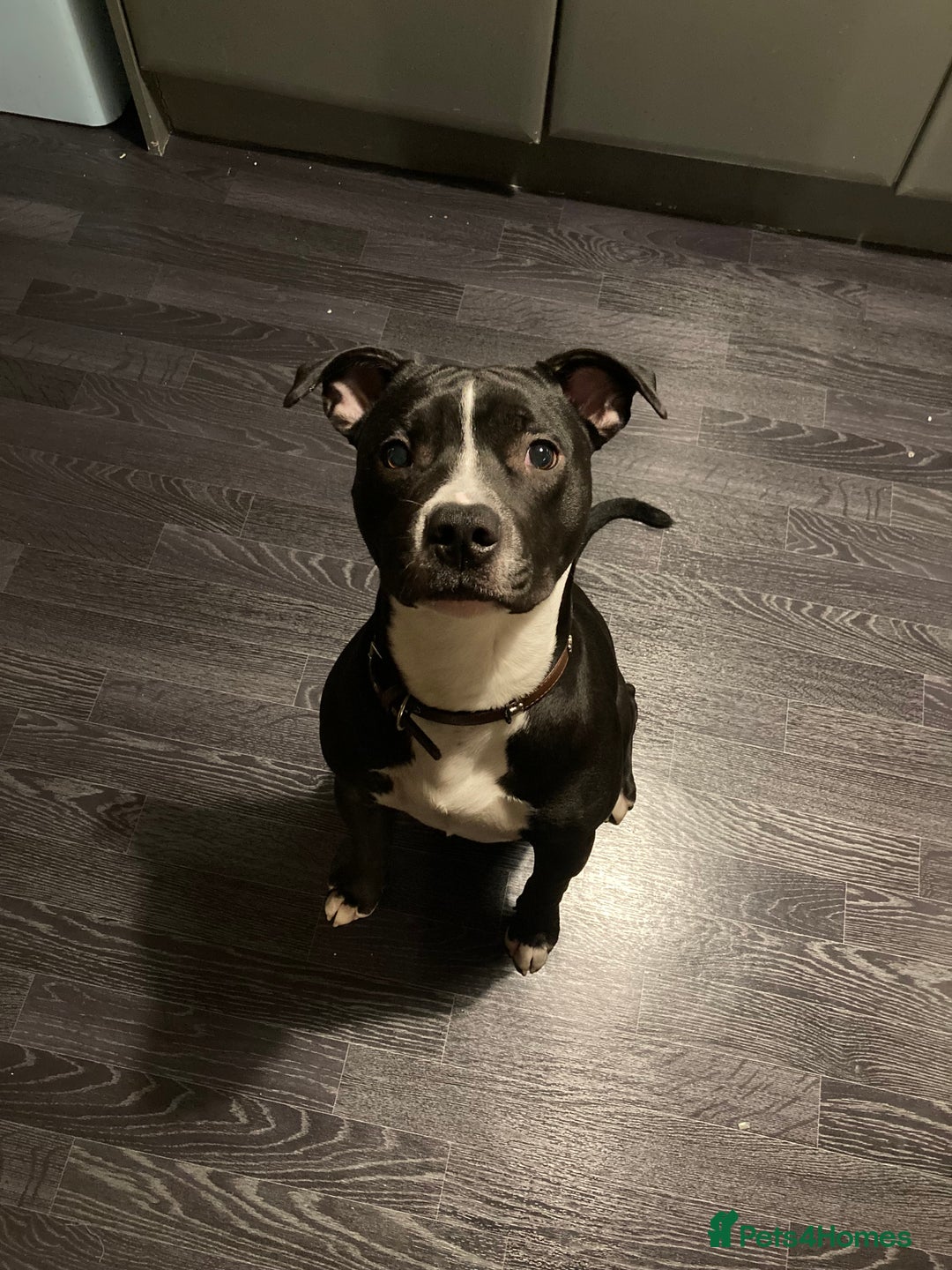 Mixed Breed dogs for sale: Loving 2.5-Year-Old Male Staffie - Advert 5