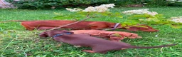 Miniature Dachshund dogs for sale: Stunning KC Miniature Dachshunds in Wednesbury - Advert 12