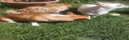 Chihuahua dogs for sale: Peanut and Lil Bear  - Advert 6