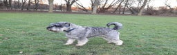 Schnauzer dogs for sale: Standard Schnauzer Puppies  - Advert 6