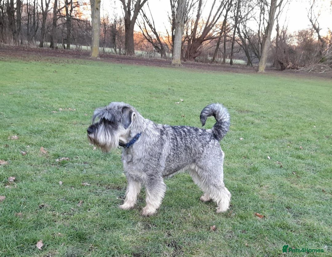 Schnauzer dogs for sale: Standard Schnauzer Puppies  - Advert 6