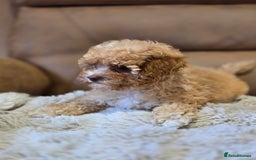 Cavapoo dogs for sale: 1 SMALL RED GIRL READY TO GO NOW!!  - Image 12
