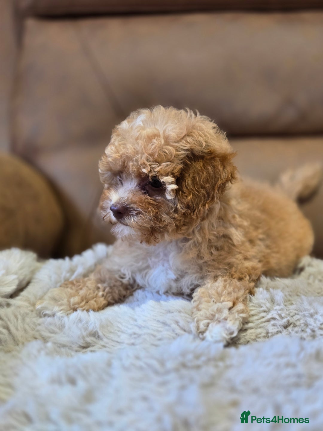 Cavapoo dogs for sale: 1 SMALL RED GIRL READY TO GO NOW!!  - Image 12