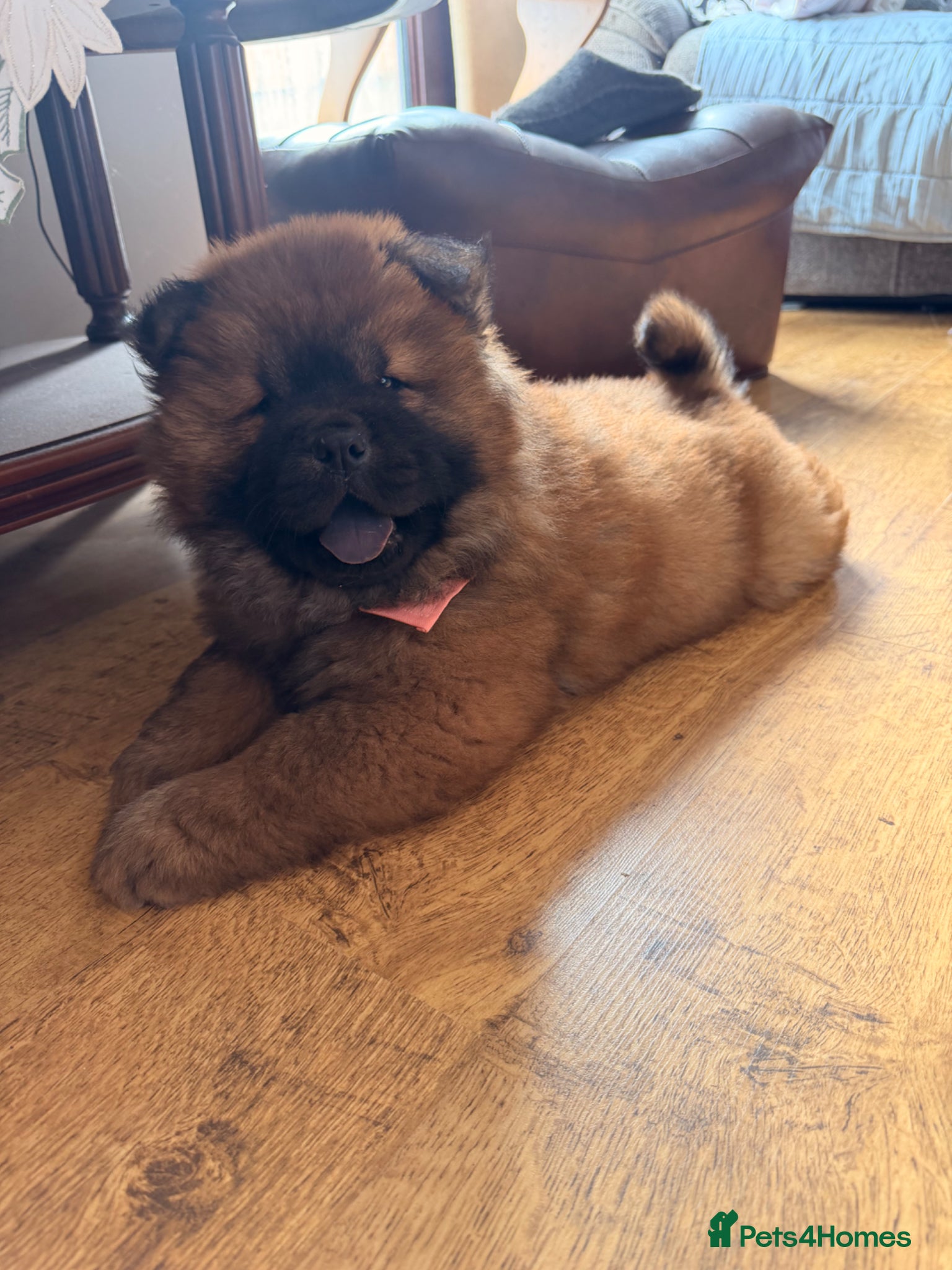 Chow Chow dogs for sale: Fluffy bears ready to go ❤️ in Lampeter - Advert 12