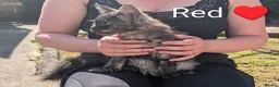 Maine Coon cats for sale: Large kittens growing nicely  - Advert 31