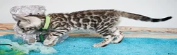 Bengal cats for sale: Superb Quality Bengal Kittens - Advert 11
