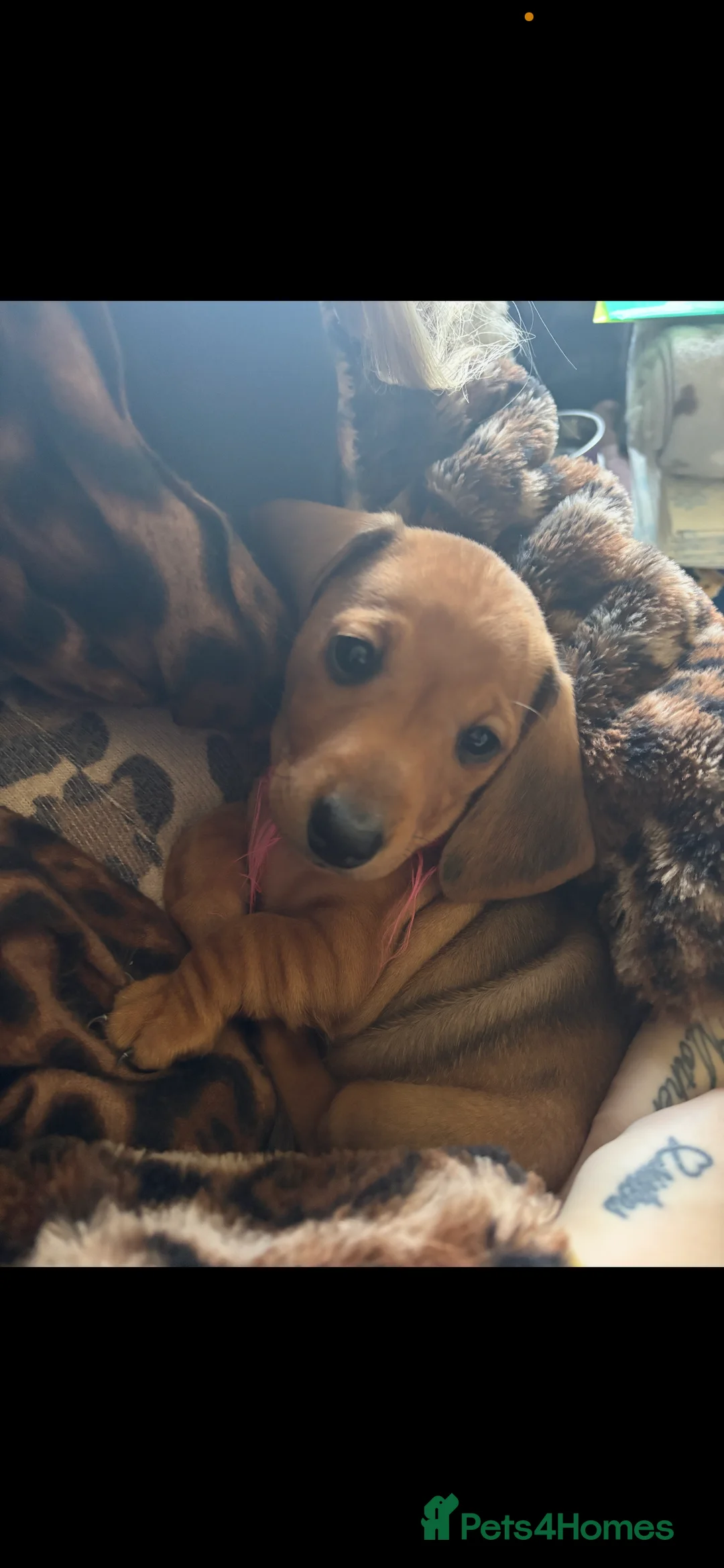 Miniature Dachshund dogs for sale: Dapple red miniature dachshund  - Advert 6