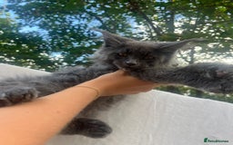Maine Coon cats for sale: STUNNING MAINE COON SMOKE (tica activereg ) - Image 34