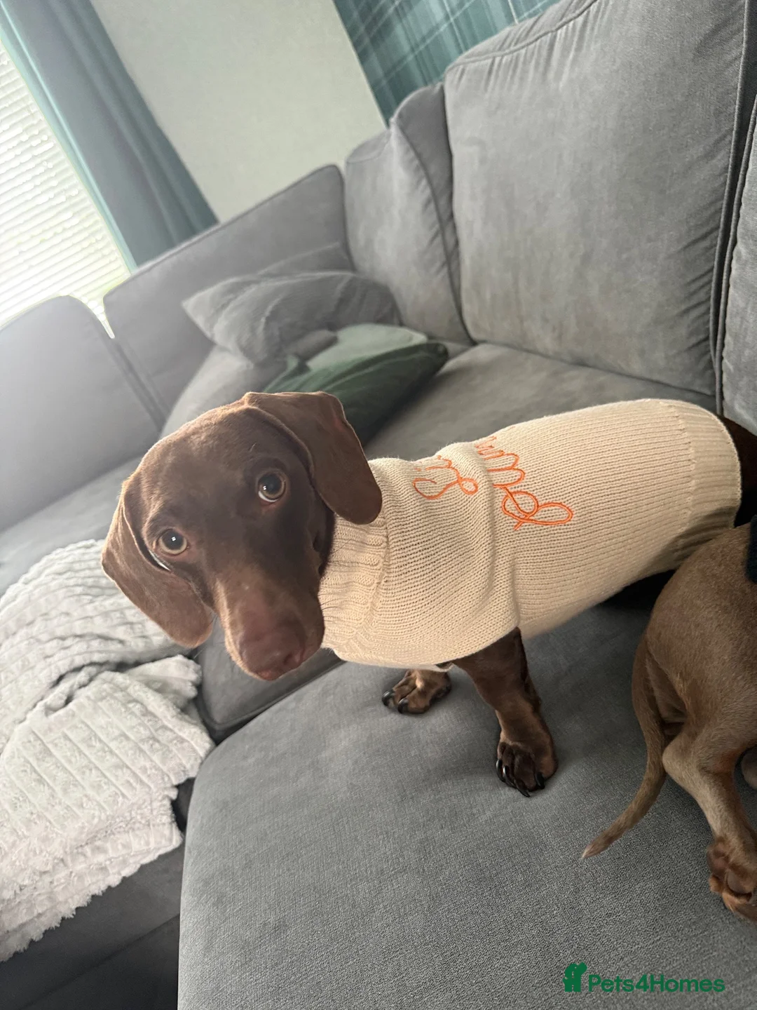 Miniature Dachshund dogs for sale: Miniature dachshund  - Advert 1