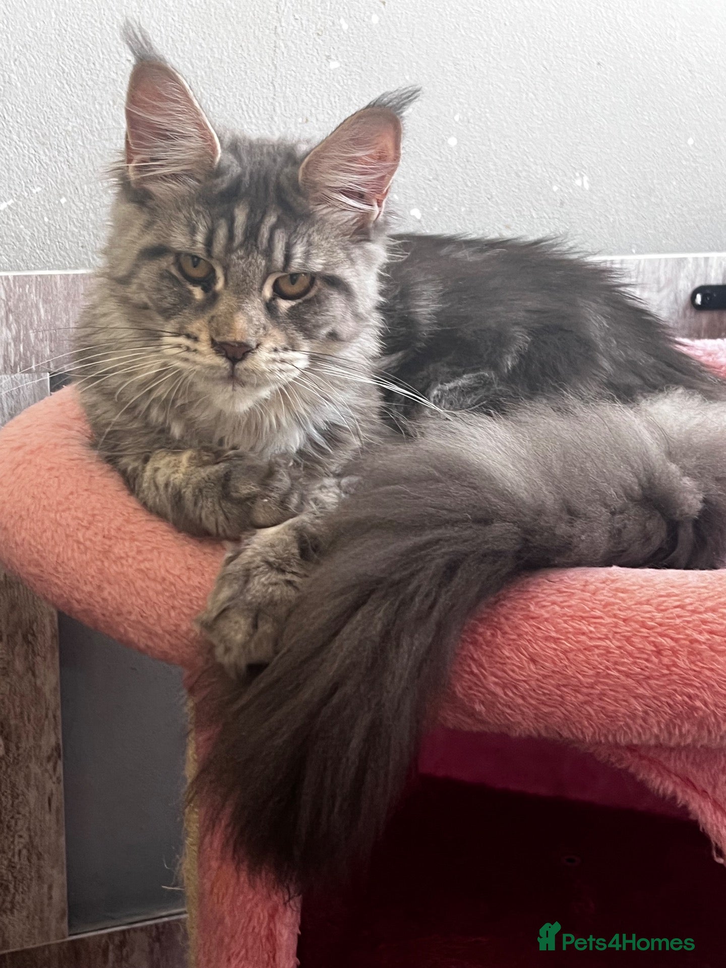 Maine Coon cats for sale: Beautiful Maine coon kittens  - Advert 2