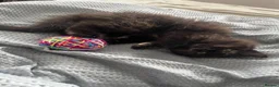 Mixed Breed cats for sale: Kitten for sale - Advert 7