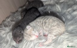 British Shorthair cats for sale: British shorthair kittens - Image 1