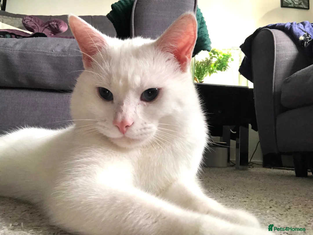 Khao Manee cats for sale: Beautiful male for sale under a year old  - Advert 2