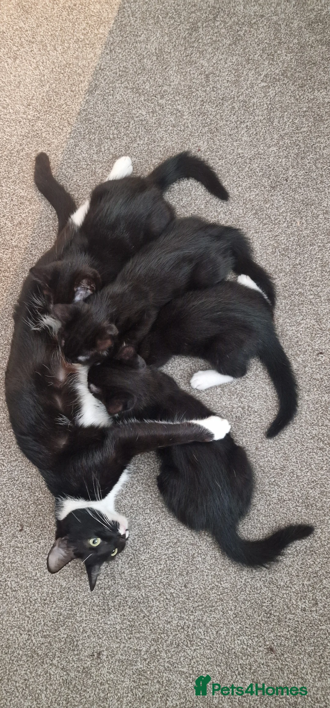 Mixed Breed cats for sale: Bengal X Russian blue kittens  in Eastbourne - Advert 37