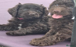 Sproodle dogs for sale: Gorgeous Chocolate Sproodle Puppies - Image 14