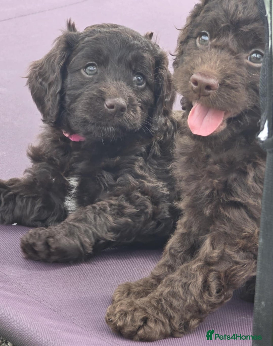 Sproodle dogs for sale: Gorgeous Chocolate Sproodle Puppies - Image 14