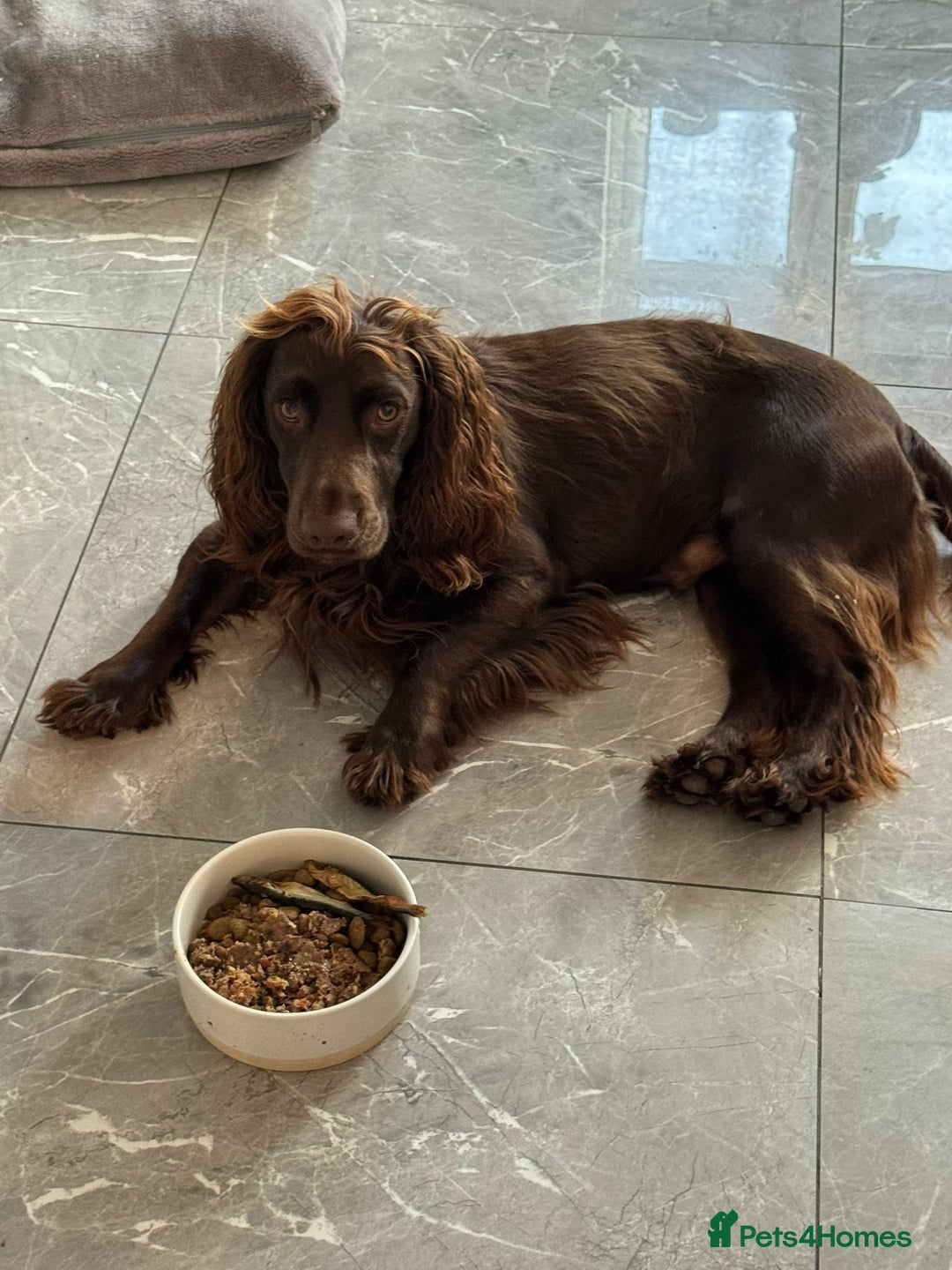 Cocker Spaniel dogs for stud: Pure bread 9th generation working cocker - Advert 8
