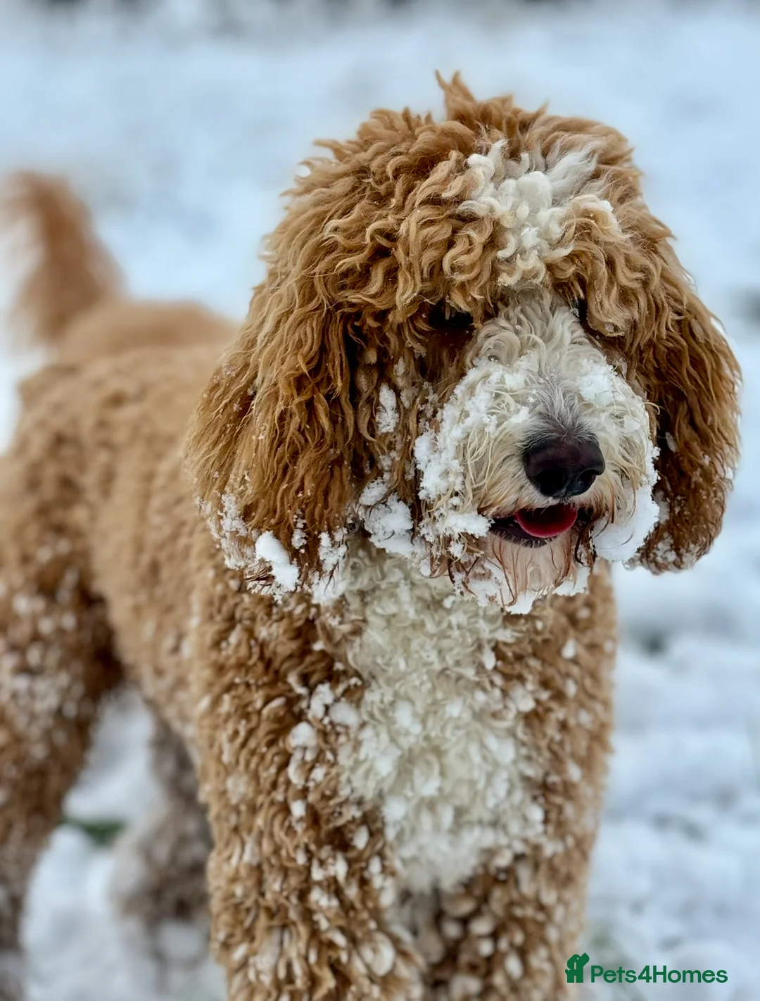 Australian Labradoodle dogs for stud: Outstanding Boy F/F -Hips 2/2 Elbows 0/0  - Advert 3