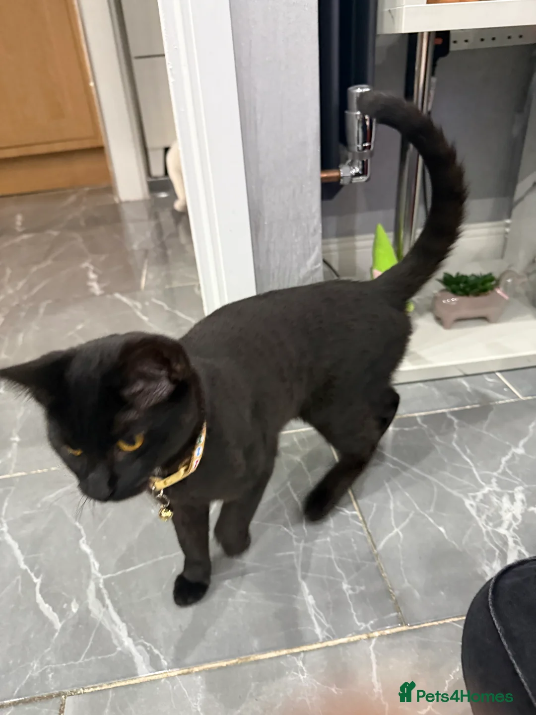 Turkish Angora cats for sale: Rosie 2 years old and Brownie 8 months old  - Advert 1