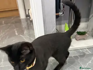 Turkish Angora cats Rosie 2 years old and Brownie 8 months old - Advert 2