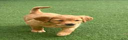 Golden Retriever dogs for sale: Beautiful family raised fox red golden retriever.  - Advert 17