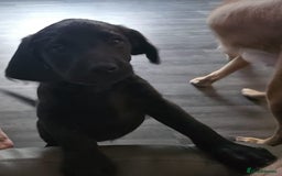 Labradoodle dogs for sale: ☆Ready to leave☆ CHUNKY PUPPIES ☆ - Advert 14