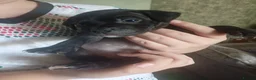 Staffordshire Bull Terrier dogs for sale: Stunning Staffordshire Bull Terrier Puppies - Advert 3