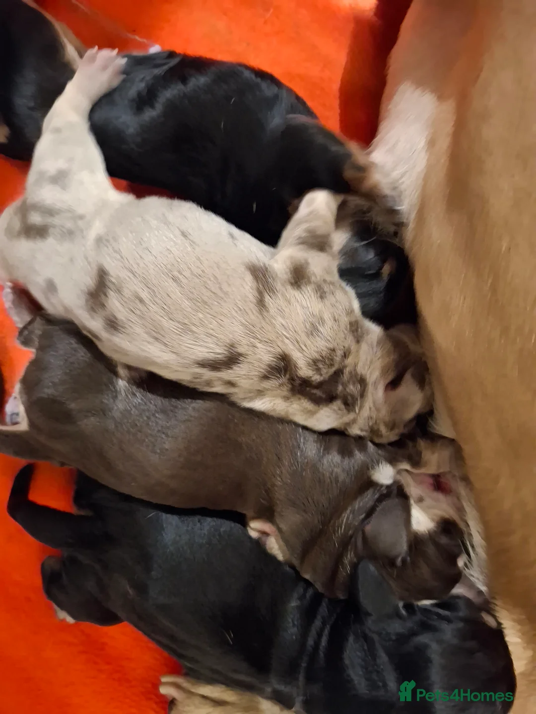 Miniature Dachshund dogs for sale: 🐾❤️KC Reg Smooth Haired Miniature dachshunds  - Advert 8