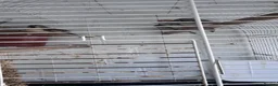 Finches birds for sale: Zebra finches  in Harrow - Advert 2