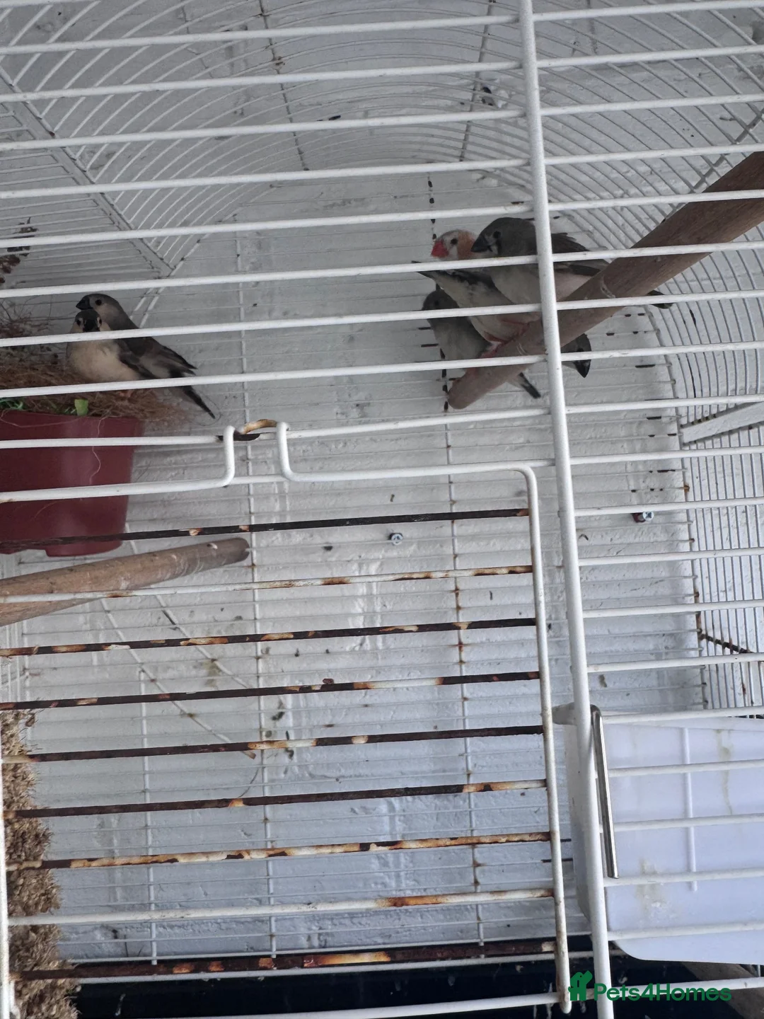 Finches birds for sale: Zebra finches  in Harrow - Advert 2