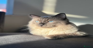Ragdoll cats - Advert 13