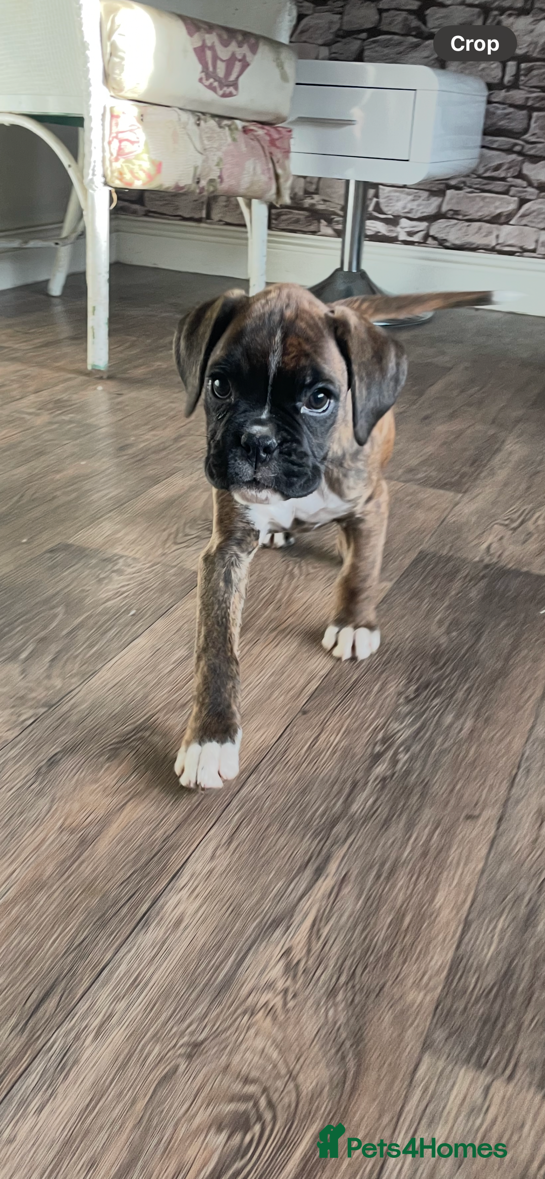 Boxer dogs for sale: ASTONISHING KC REGISTERED BOXER PUPPIES!  - Advert 11