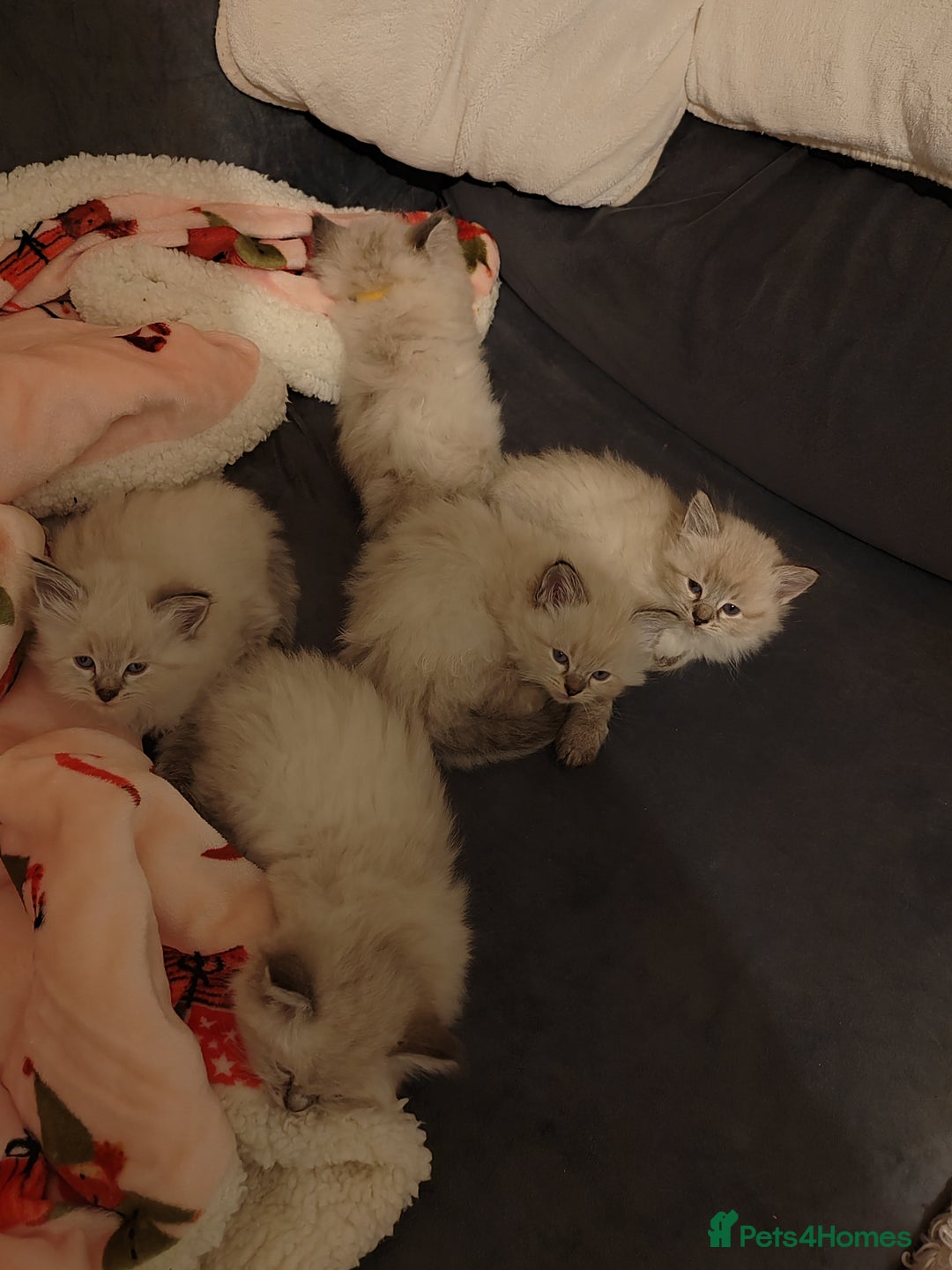 Ragdoll cats for sale: Gorgeous lot of Siberian and Ragdoll mix kittens  - Advert 14