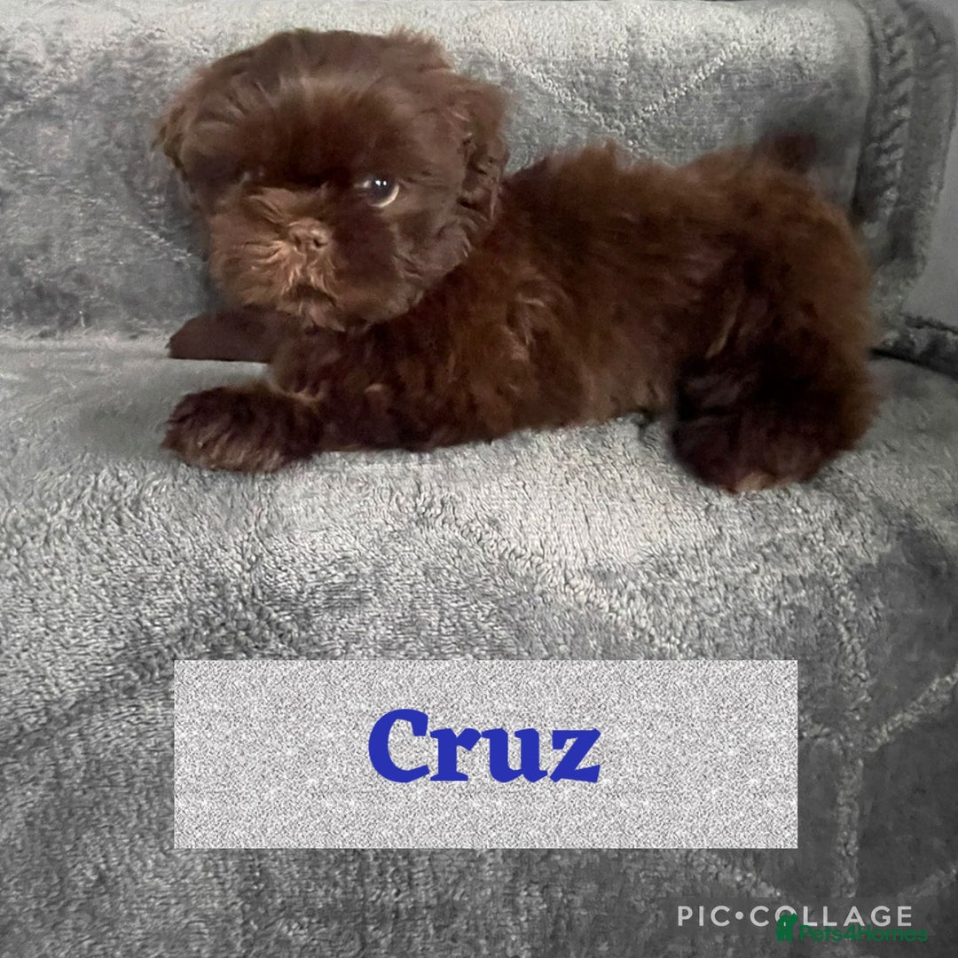 Shih Tzu dogs for sale: Imperial shih tzu pups  - Image 2